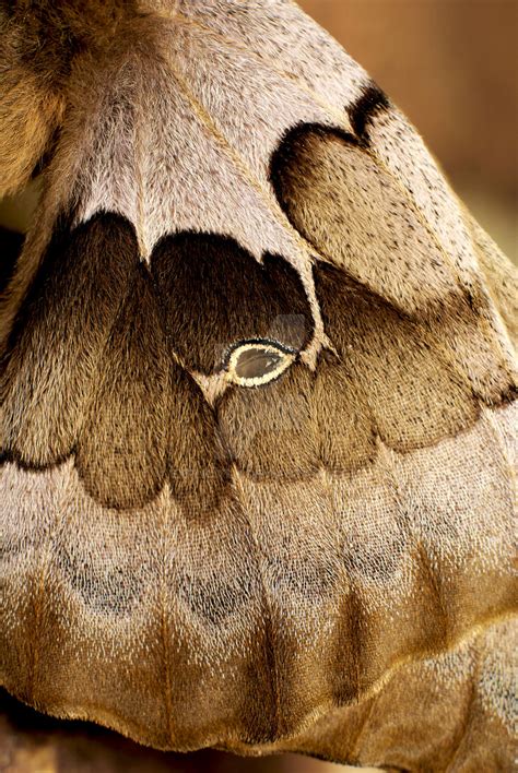 moth wing detail  explicitly  deviantart