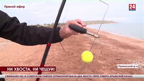 В Крыму начался сезон ловли пеленгаса - Лента новостей Крыма
