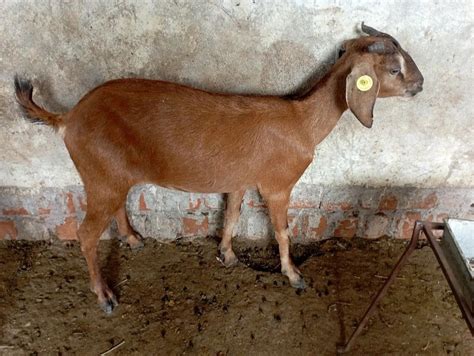 Goat - Wholesale Price & Mandi Rate for Bakri