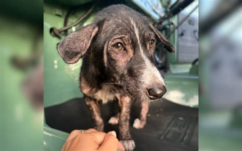 Sadness Over How Rescue Dog Reacts to Water After Being Dumped in a ...