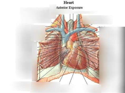 Anatomy Practicum 2 - Inferior Mediastinum superficial layer Diagram ...