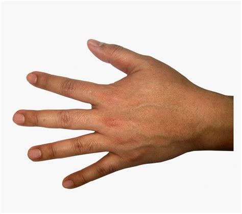 Five Finger Hand Png Image - Back Of Hand Png, Transparent Png ...