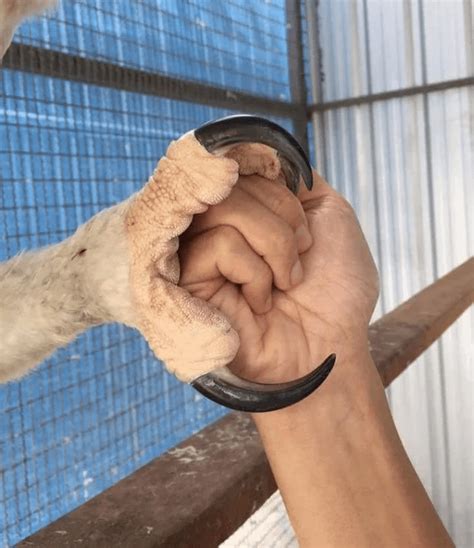 Claw of Harpy Eagle vs. Human Fist : r/AbsoluteUnits