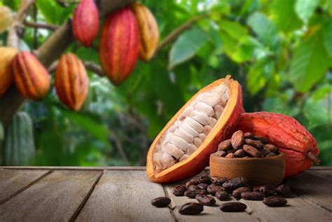 6 amazing benefits of raw cacao - International Cacao