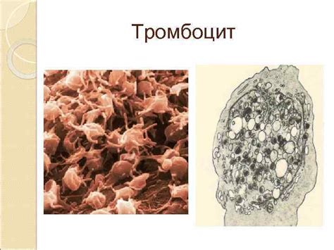 Тема лекции Кровь и лимфа Кроветворение Торбек В
