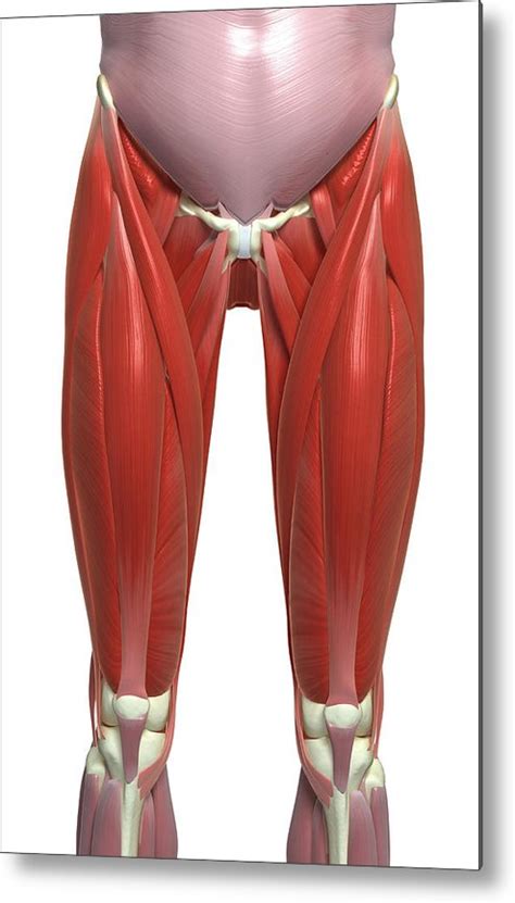 The Muscles Of The Lower Limb Metal Print by MedicalRF.com | Pixels