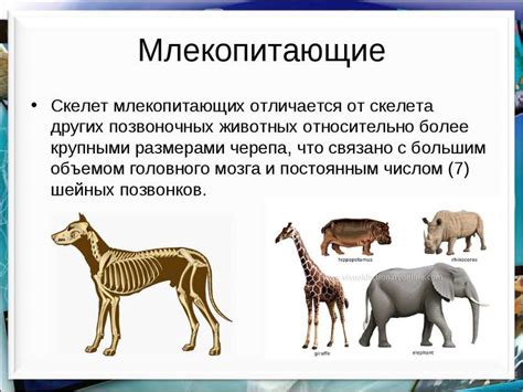 Чем отличаются млекопитающие от других животных — Отличаем