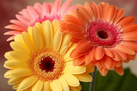 10 Flowers That Represent Happiness: Joyful Blooms - Foliage Friend ...