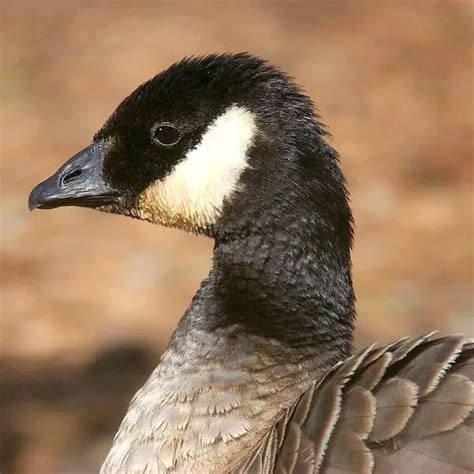 Cackling Goose - Facts, Diet, Habitat & Pictures on Animalia.bio