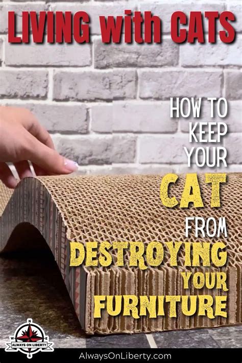 How to keep your cat from scratching the furniture cat scratching deterrent and scratch post ...