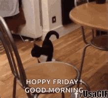 Happy Friday Cat GIFs | Tenor