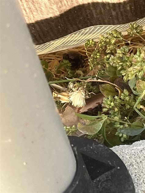 This big ass Black widow was next to our pool and scared the crap out