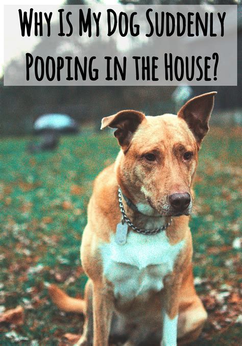 My Dog Poops In The House - Spielzeug