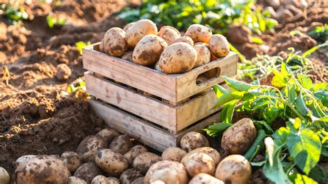 Potato Growth Stages: How Fast Do Potato Plants Grow?