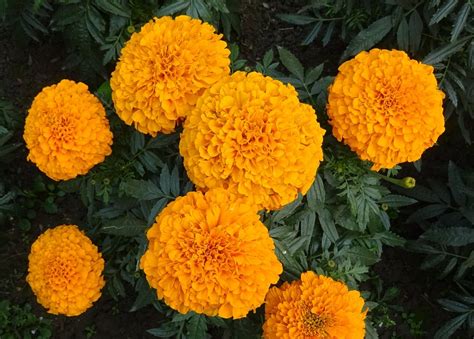 marigold flower yellow  photo  pixabay