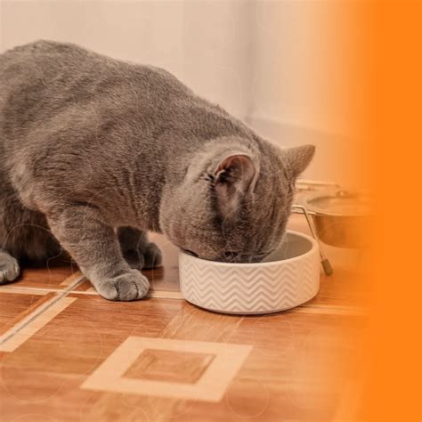 O Que Gato Pode Comer Além De Ração - O que o gato pode comer além da ração?