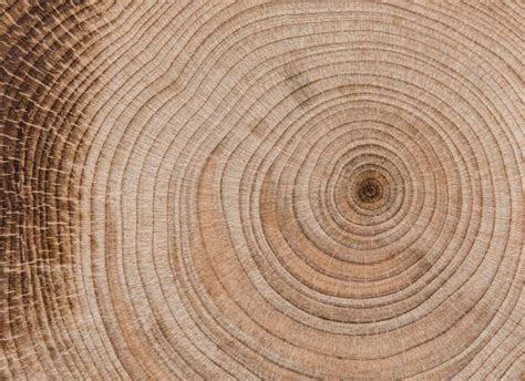 timber products timber wood  bangalore forbwoods