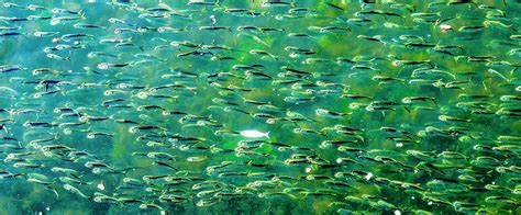 Menhaden Pogy Fish Swarm Padanaram Harbor Dartmouth Massachusett Photograph by William Perry ...