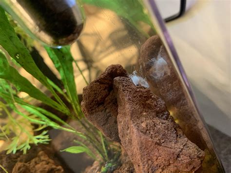 Neocaridna shrimp molting twice in two weeks? : r/shrimptank