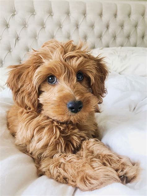Teddy Bear Goldendoodle Lamb Cut : Pupdates Forever Friends Goldendoodles - Casper Kautzer