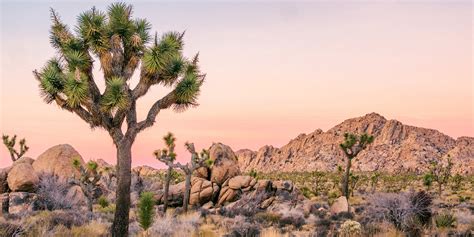 joshua tree park entrances 10