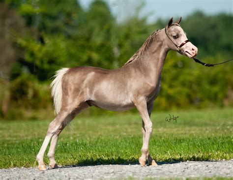 Stallions - Diva Valley Miniature Horse Farm