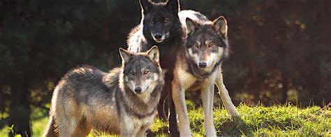 Wolves | The UK Wolf Conservation Trust