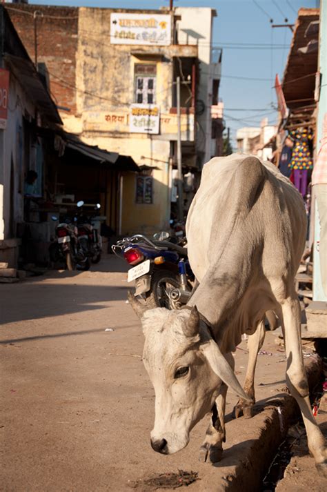 inde   partie jojawar  behance