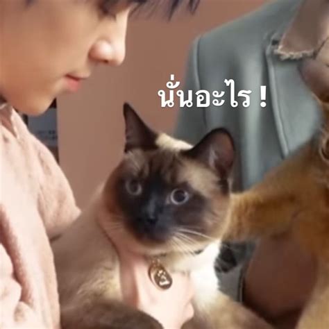 yuki meme
