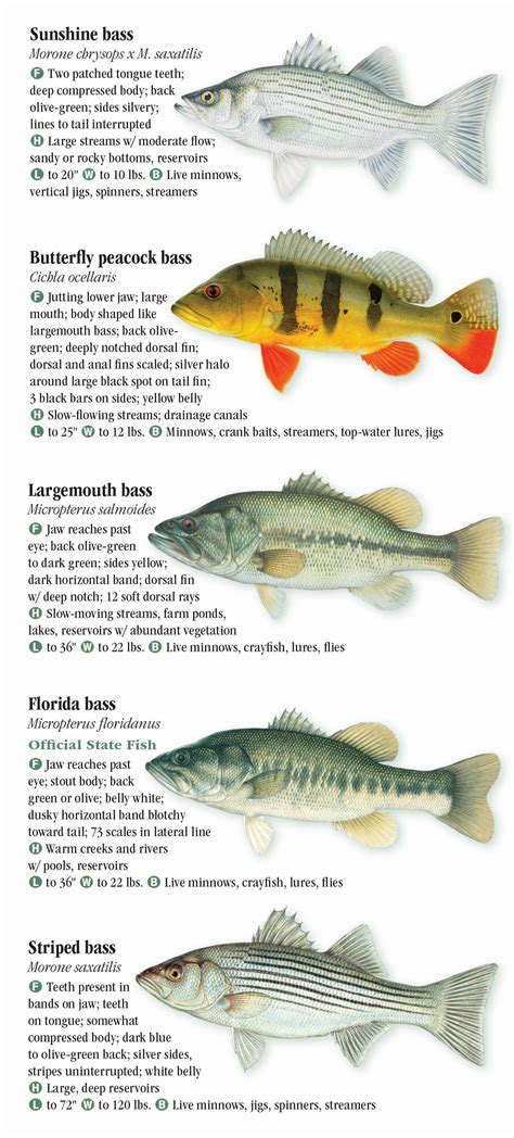 Freshwater Fishes of Florida – Quick Reference Publishing Retail