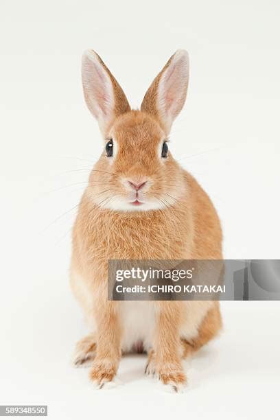 rabbit front view   premium high res pictures getty images