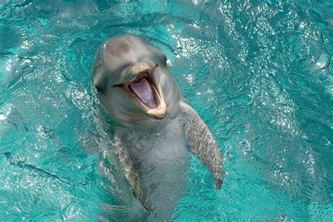 Female dolphins may have better sex than women thanks to their well