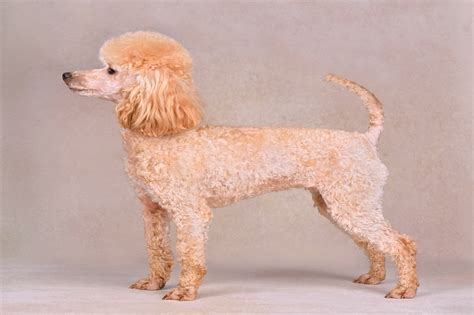 Tosa De Poodle Macho