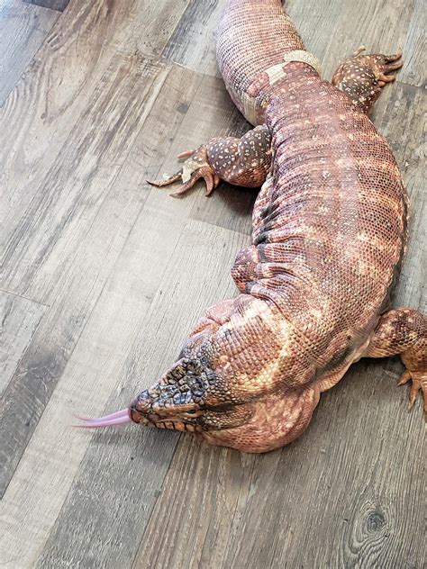 380 best r/tegu images on Pholder | Finally took the dive! Everybody