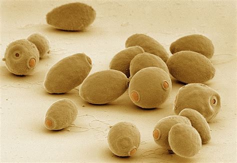 Everything Worth Knowing About ... Yeast | Discover Magazine