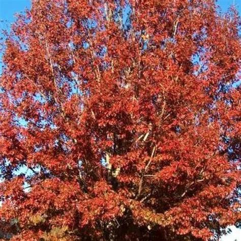 Oak - Northern Red Oak (Quercus rubra) - 202 Tree Center