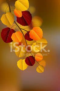 Aspen Leaves Stock Vector | Royalty-Free | FreeImages