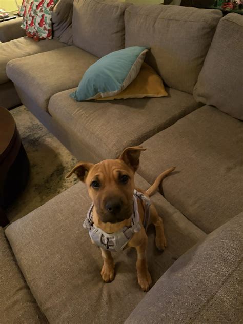 animal control mecklenburg county 1