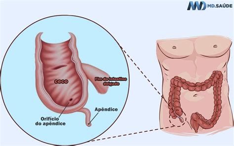 Qual A Função Do Apendice No Corpo Humano - Onde fica cada órgão do corpo humano? | MD.Saúde