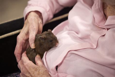 Furry Friends at Saxon Manor | Avery Healthcare