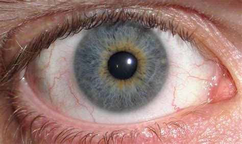 gray eyes pictures genetics facts