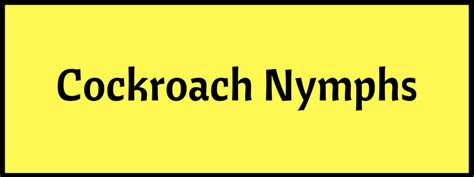 Cockroach Nymphs | German & American Roach Nymphs