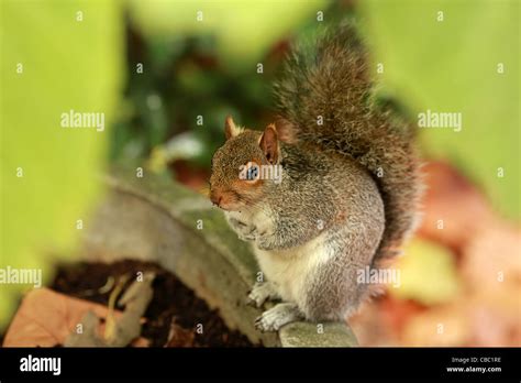 grey squirrel stock photo alamy