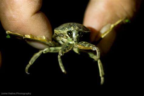 Giant Water Beetle at Daily Photo Dose