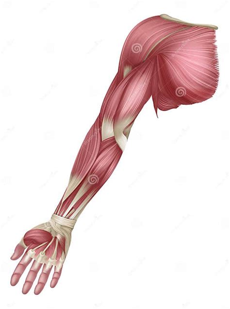 arm muscles human muscle medical anatomy diagram stock vector