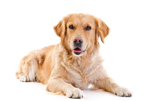 es  golden retriever  buen primer perro