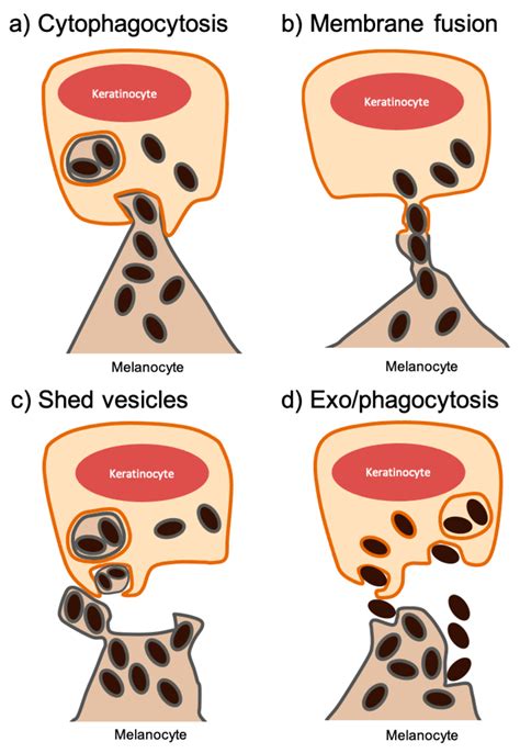 Melanin Transfer in the Epidermis: The Pursuit of Skin Pigmentation