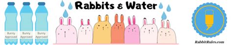 Rabbits & Water | Consumption | Swimming | Information | Bathing | More