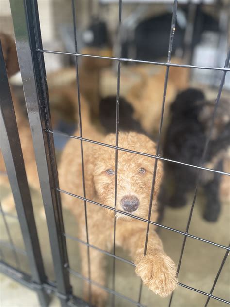 Your Dream Pet Awaits: The Complete Nashville Pets Craigslist Guide Image 8