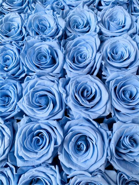 Sky Blue Rose Flower Hd Wallpaper at Erin Wright blog